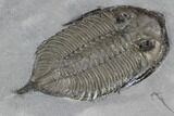 Dalmanites Trilobite Fossil - New York #99087-3